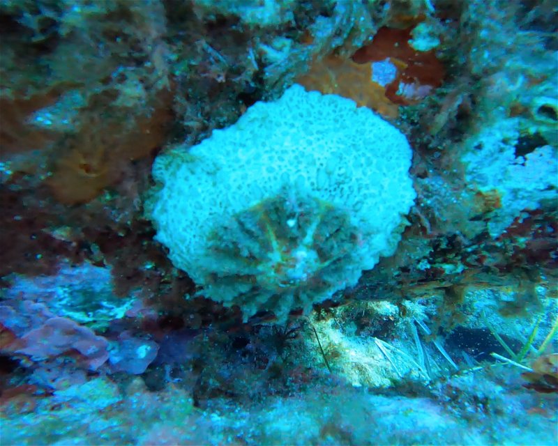 Divesite Image