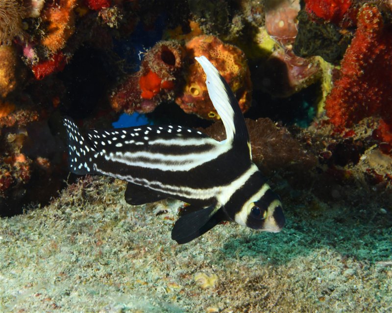 Divesite Image