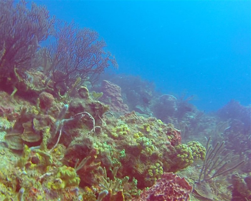 Divesite Image