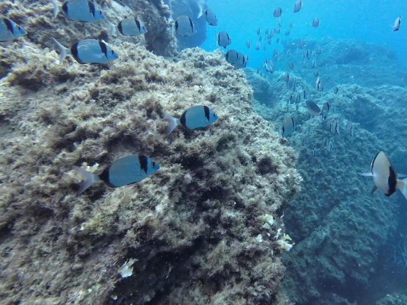 Divesite Image