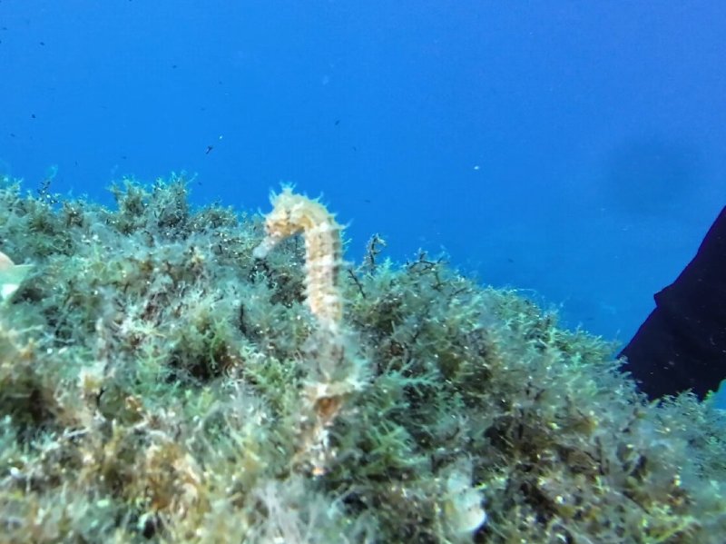 Divesite Image