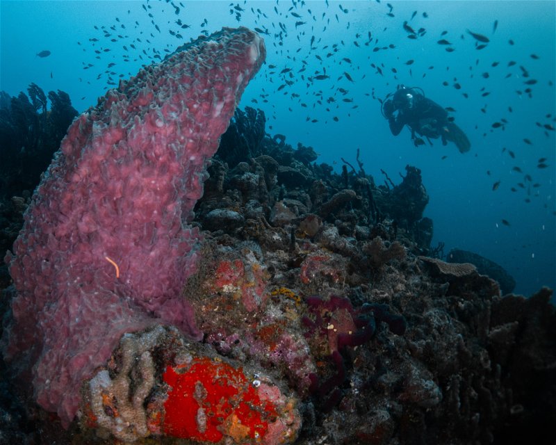 Divesite Image