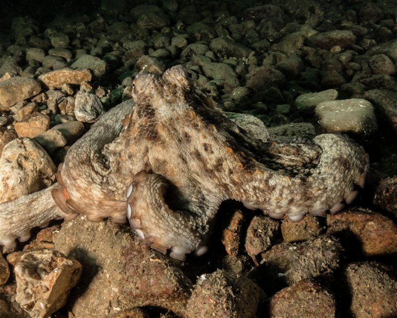 Divesite Image