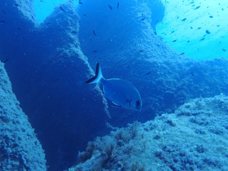 Divesite Image