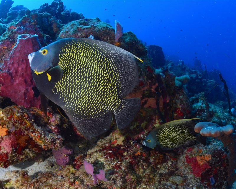 Divesite Image