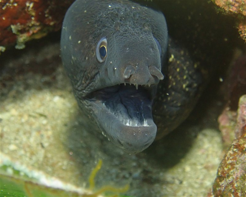 Divesite Image