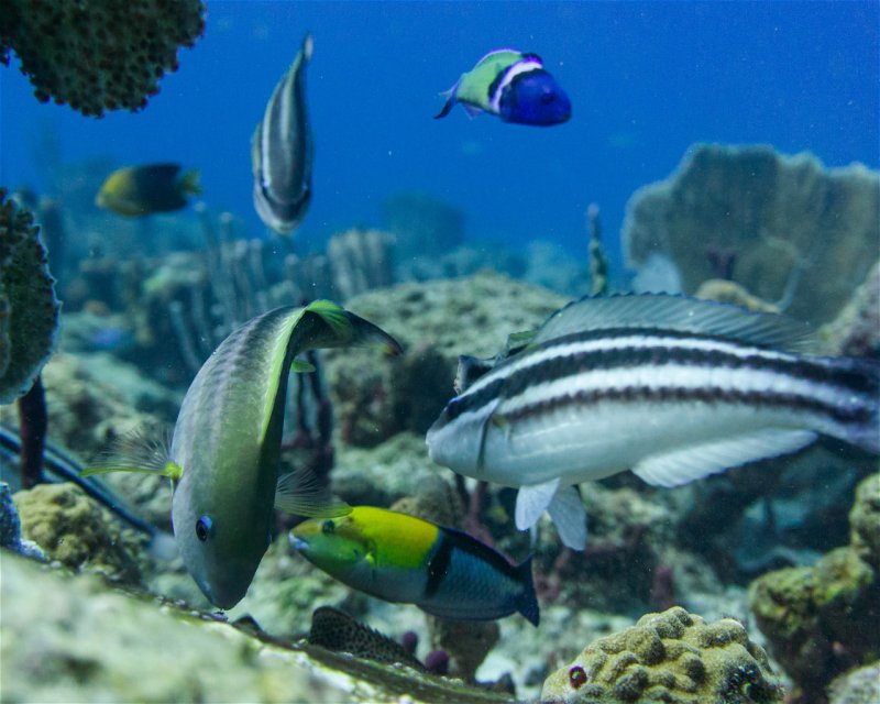 Divesite Image