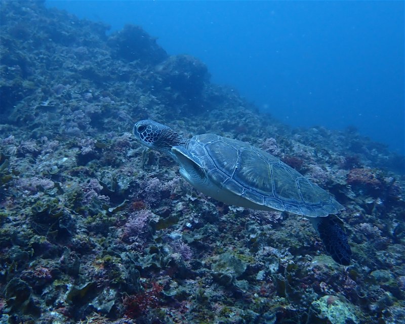 Divesite Image