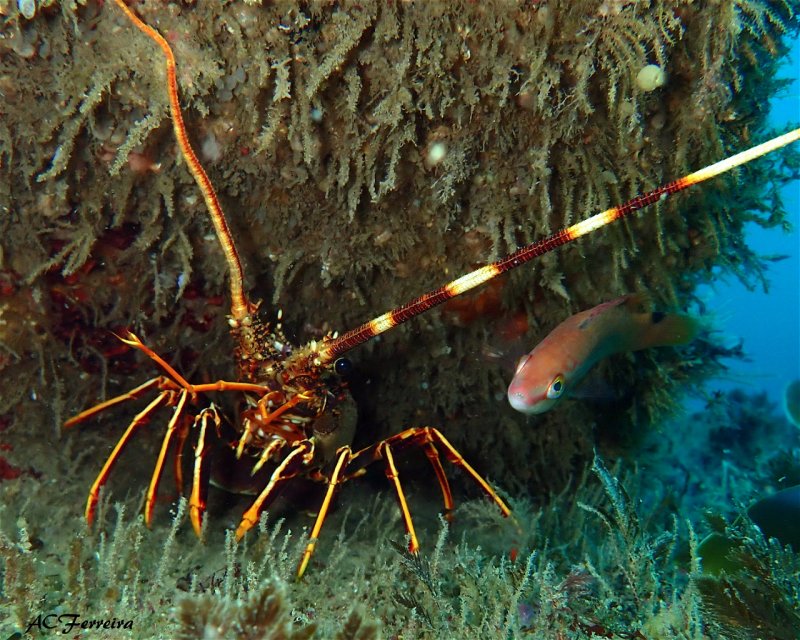 Divesite Image