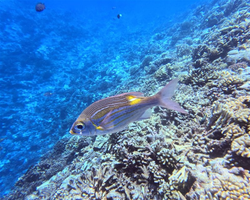 Divesite Image