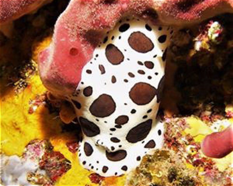 Divesite Image