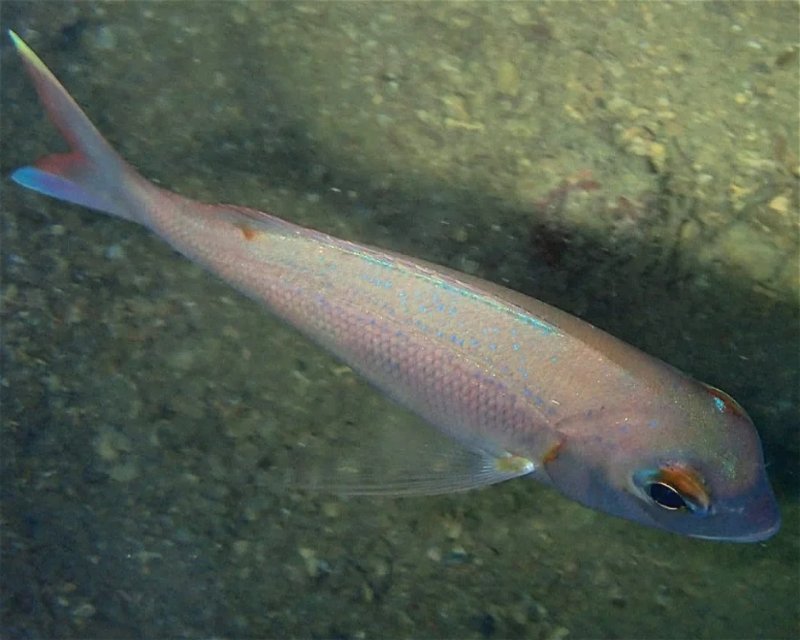 Divesite Image