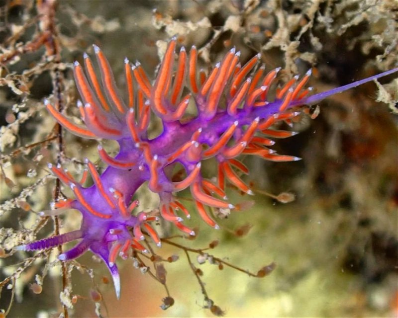 Divesite Image