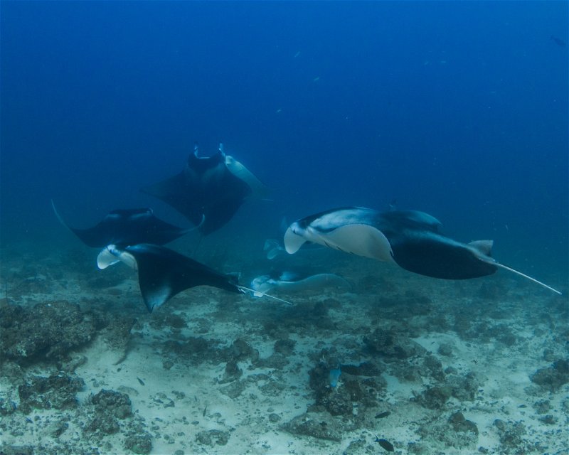 Divesite Image