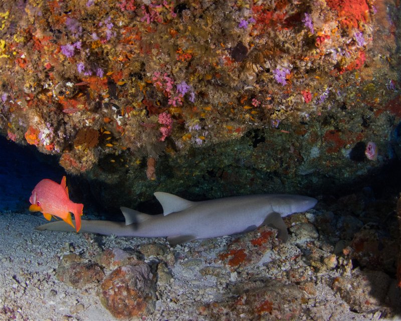 Divesite Image
