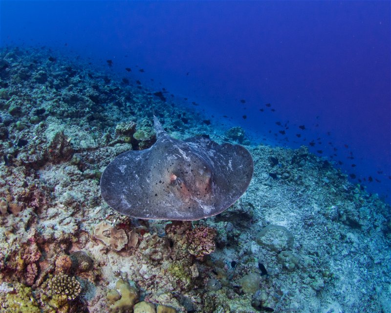 Divesite Image