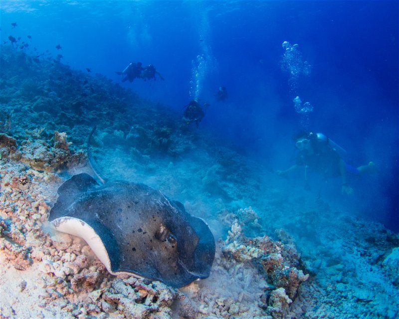 Divesite Image