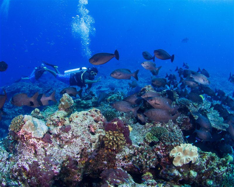 Divesite Image