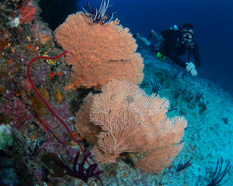 Divesite Image