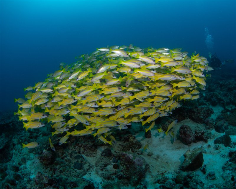 Divesite Image