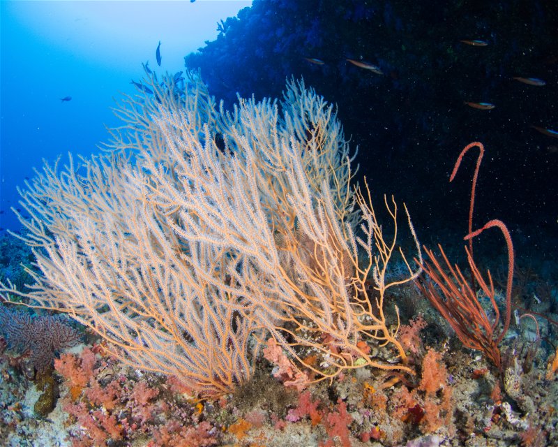 Divesite Image