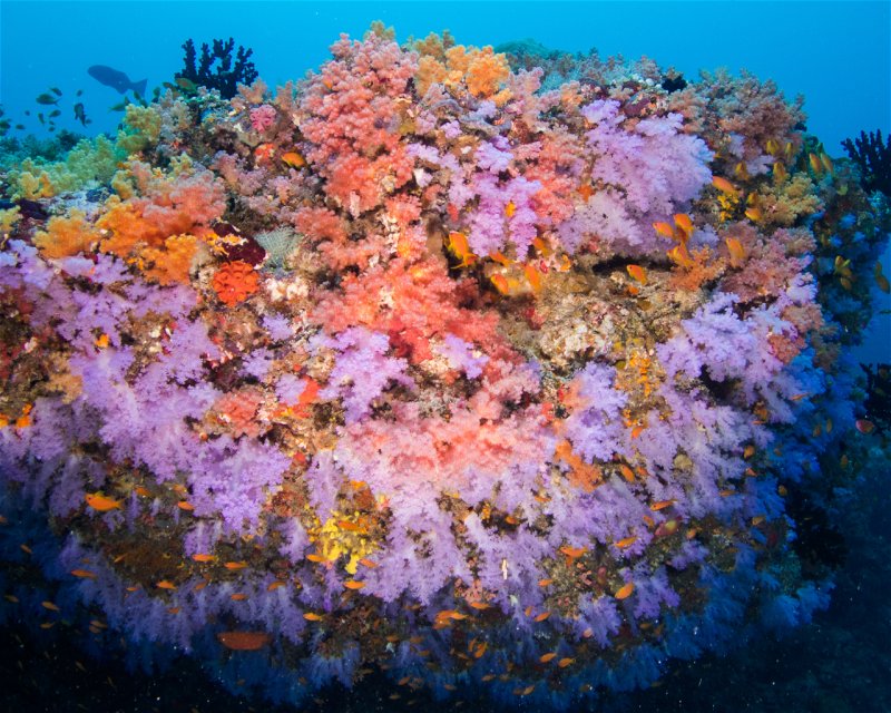 Divesite Image