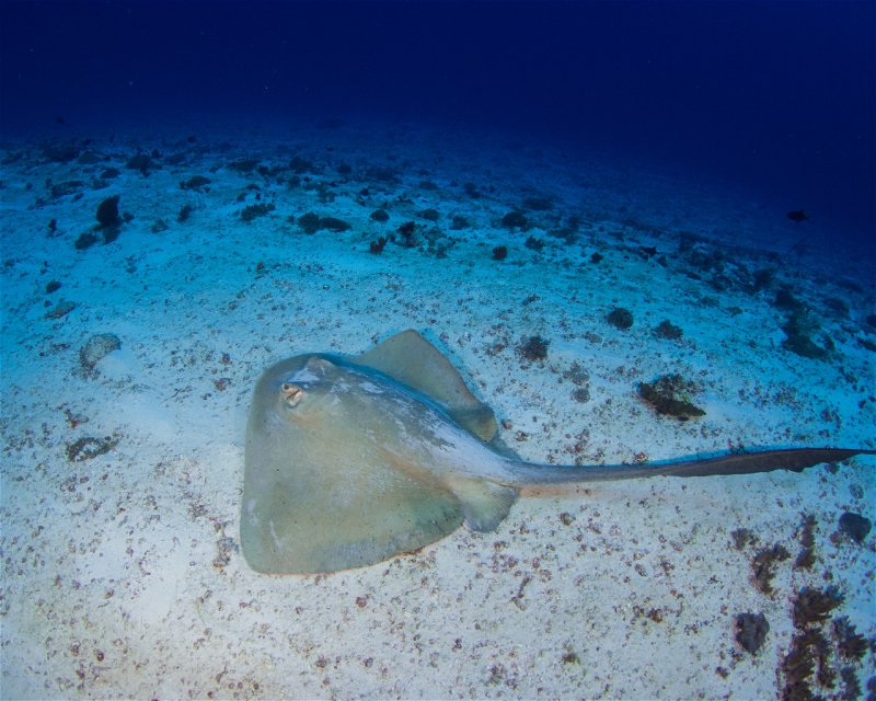 Divesite Image