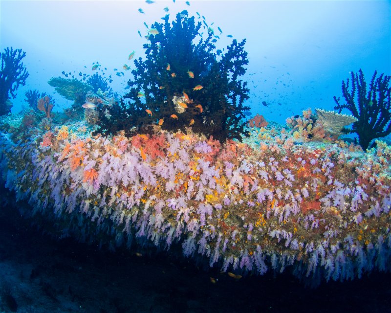 Divesite Image
