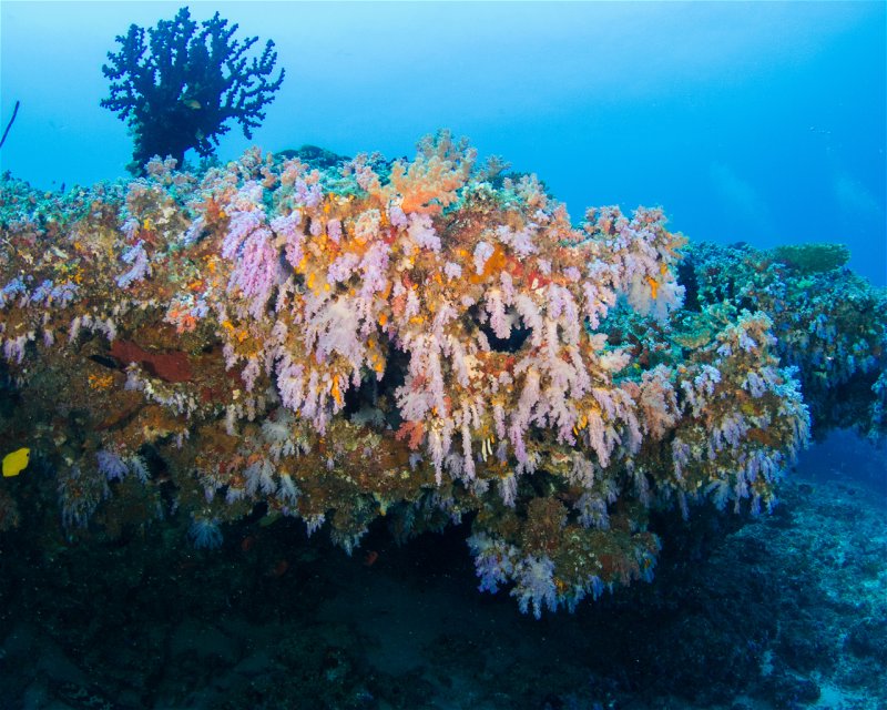 Divesite Image