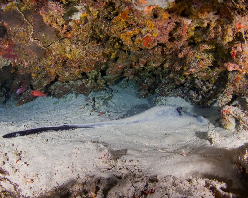 Divesite Image