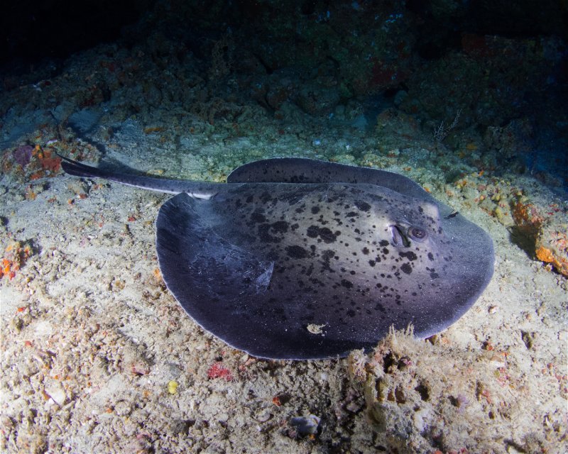 Divesite Image
