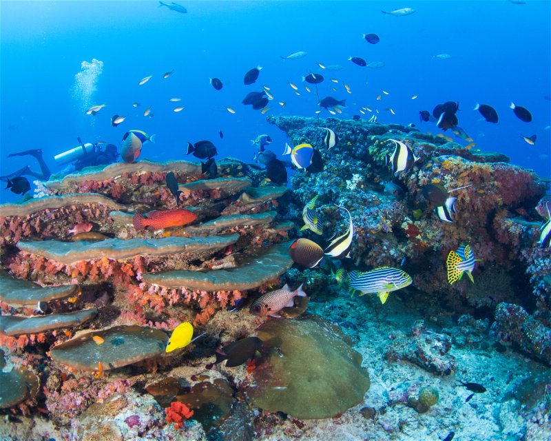 Divesite Image