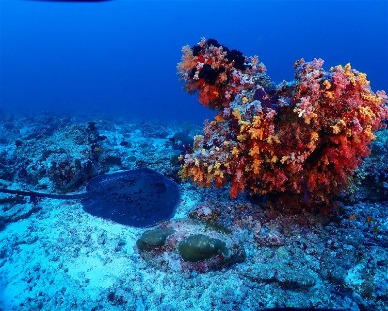 Divesite Image