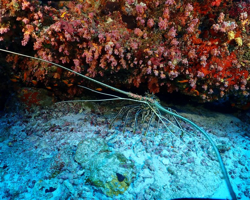 Divesite Image