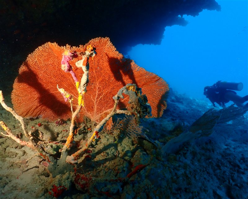 Divesite Image