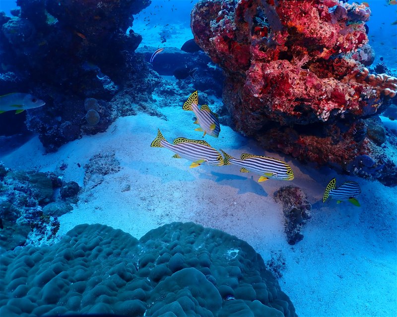 Divesite Image