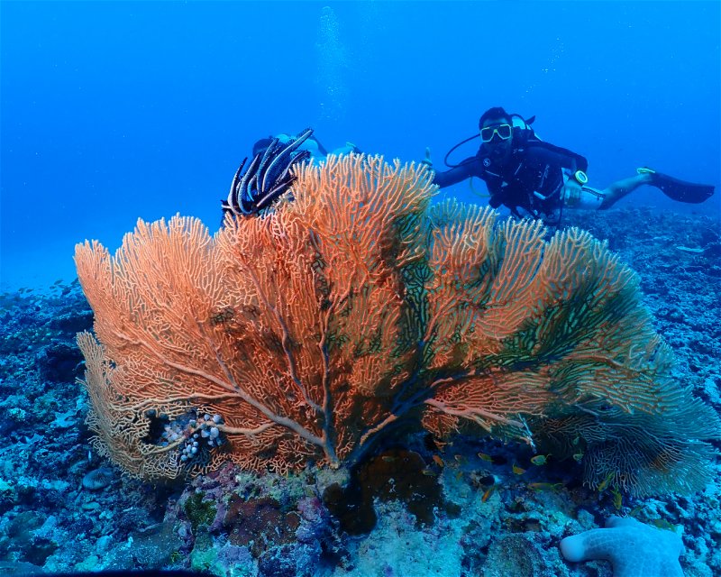 Divesite Image