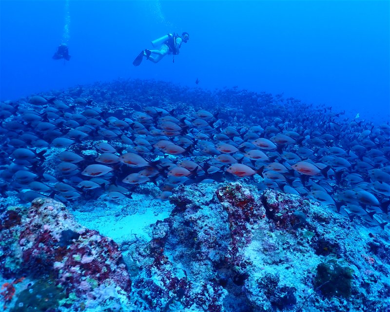 Divesite Image