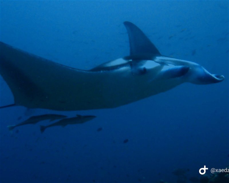 Divesite Image