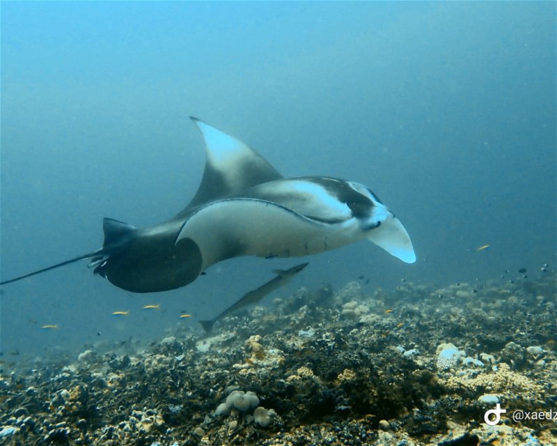 Divesite Image