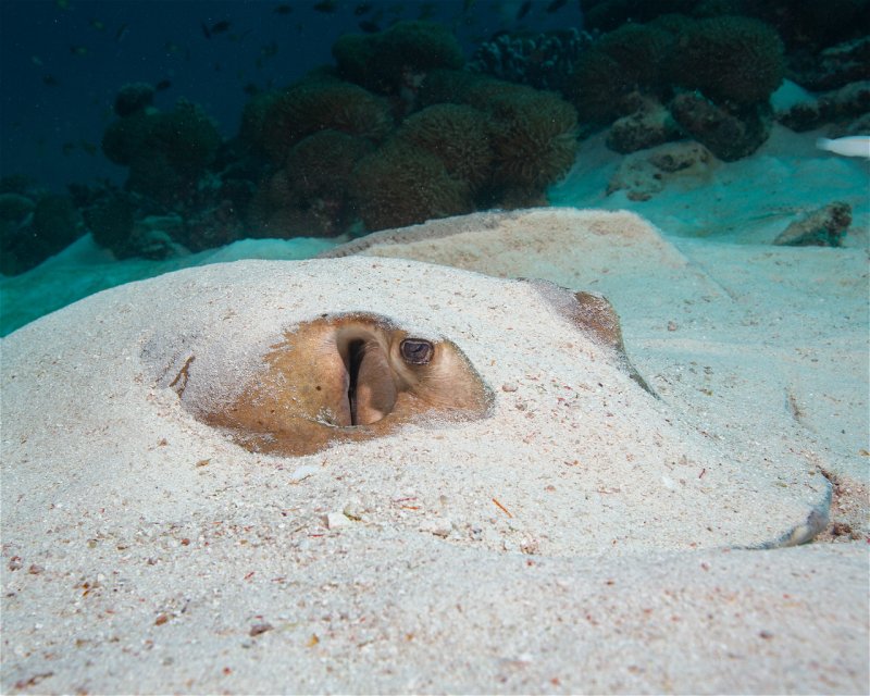 Divesite Image