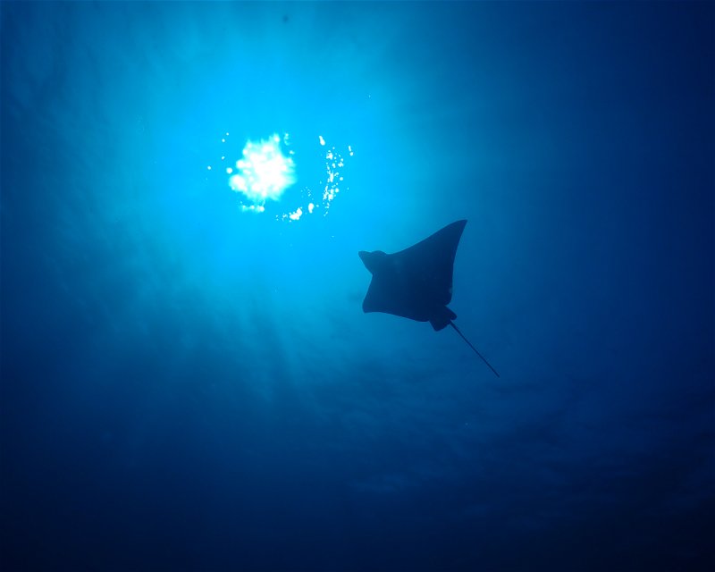 Divesite Image