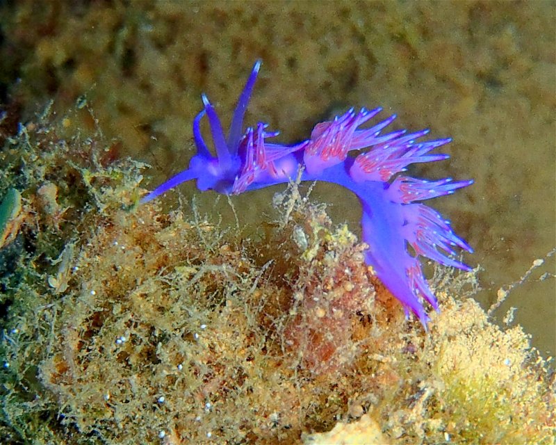 Divesite Image