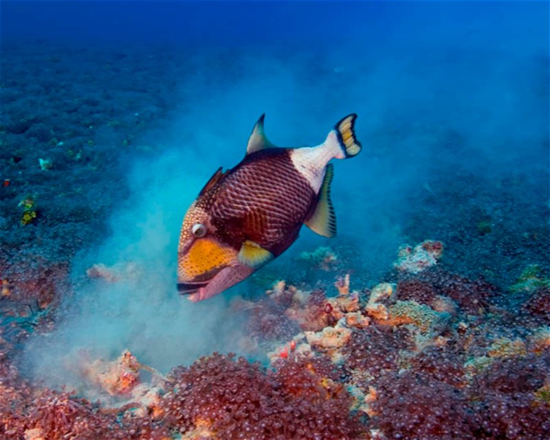 Divesite Image