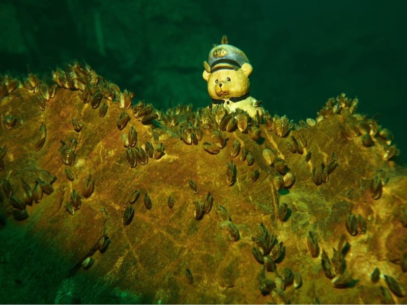 Divesite Image