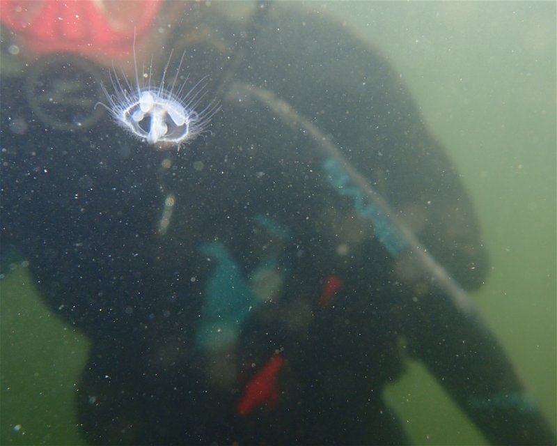 Divesite Image