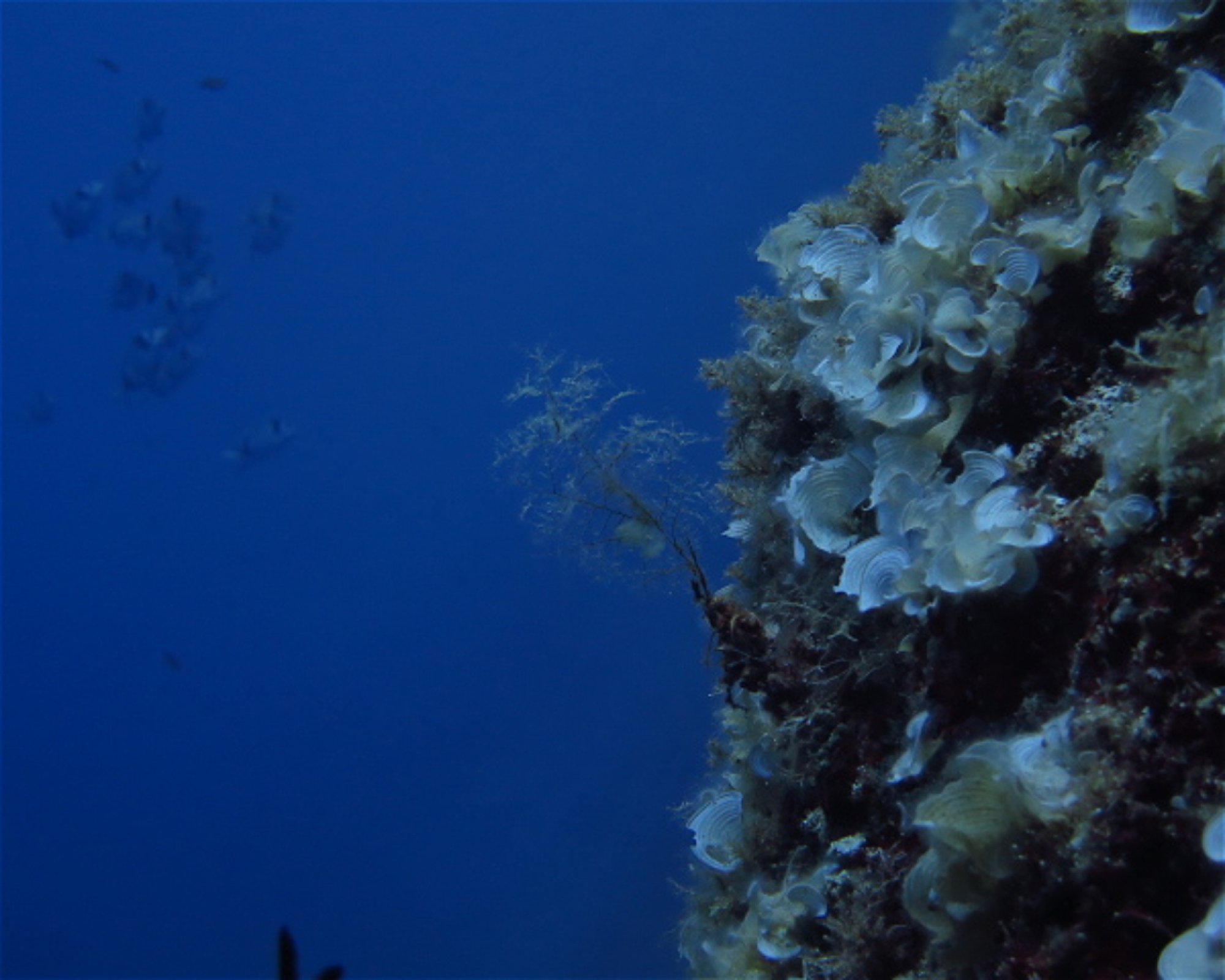 PAROS DIVING CENTER, 84400 PAROS