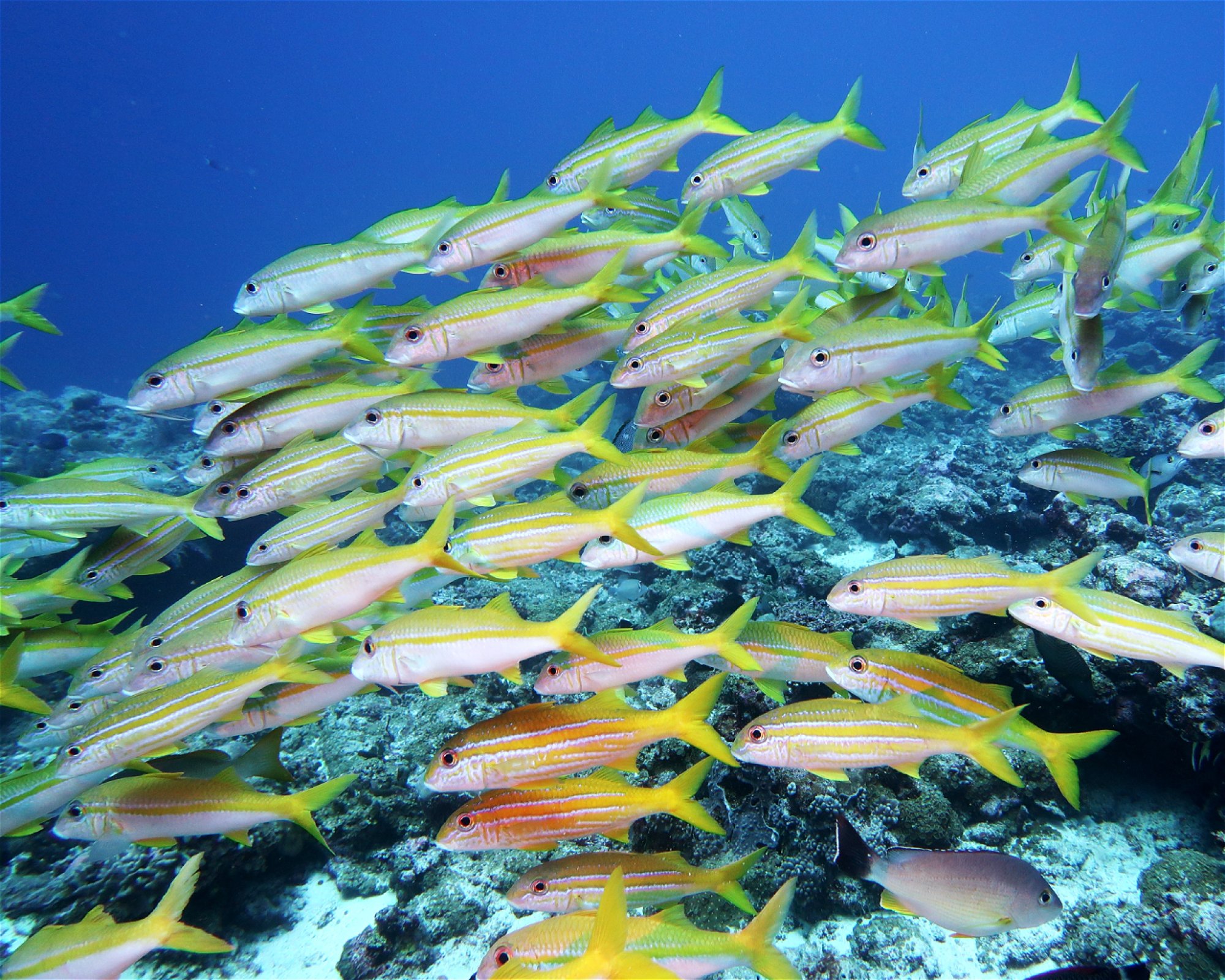 DivePoint Meedhupparu, 960 Meedhupparu