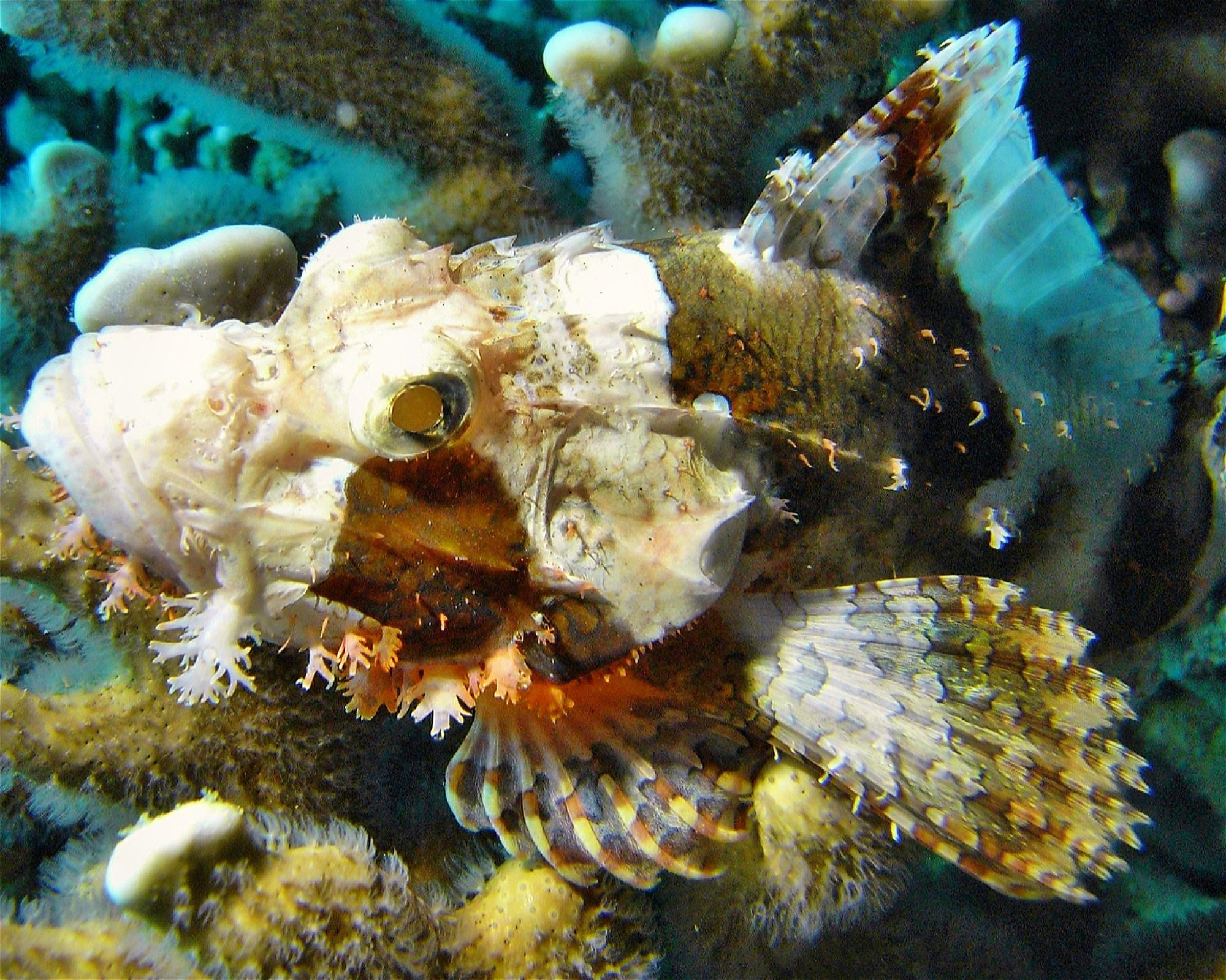 DivePoint Meedhupparu, 960 Meedhupparu