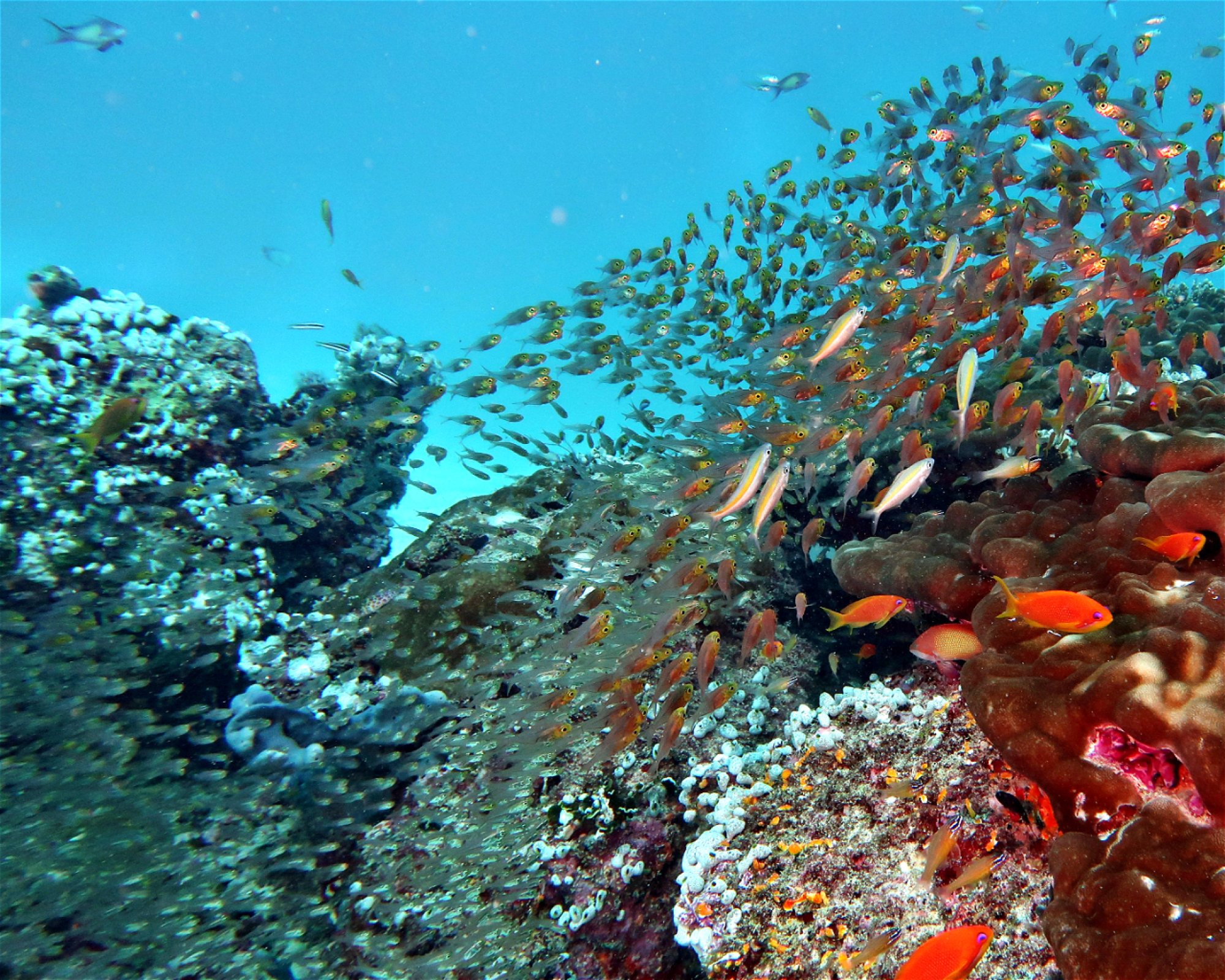 DivePoint Meedhupparu, 960 Meedhupparu